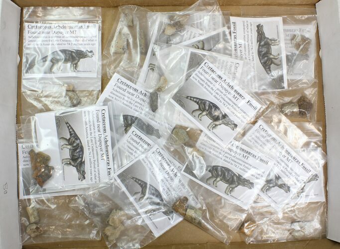Lot: Bagged Achelousaurus Bone Fragments - Pieces #138128